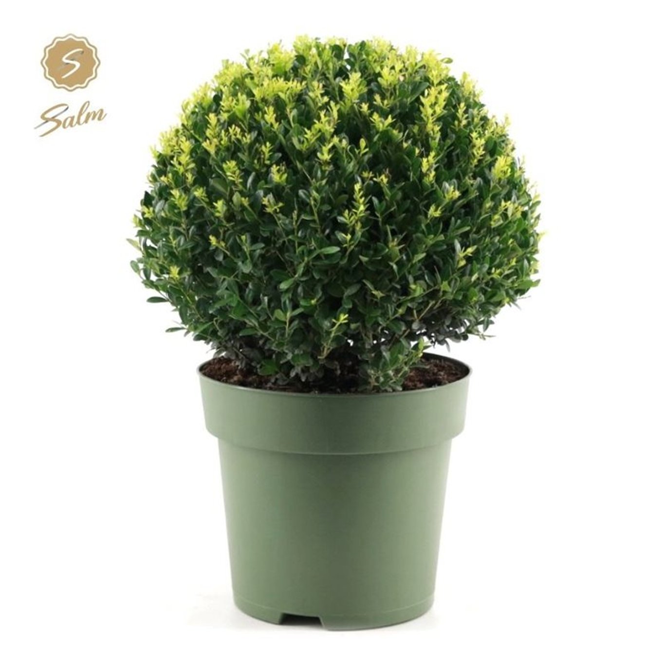 Ilex crenata 'Jenny' - 40 CM Ball Cont.